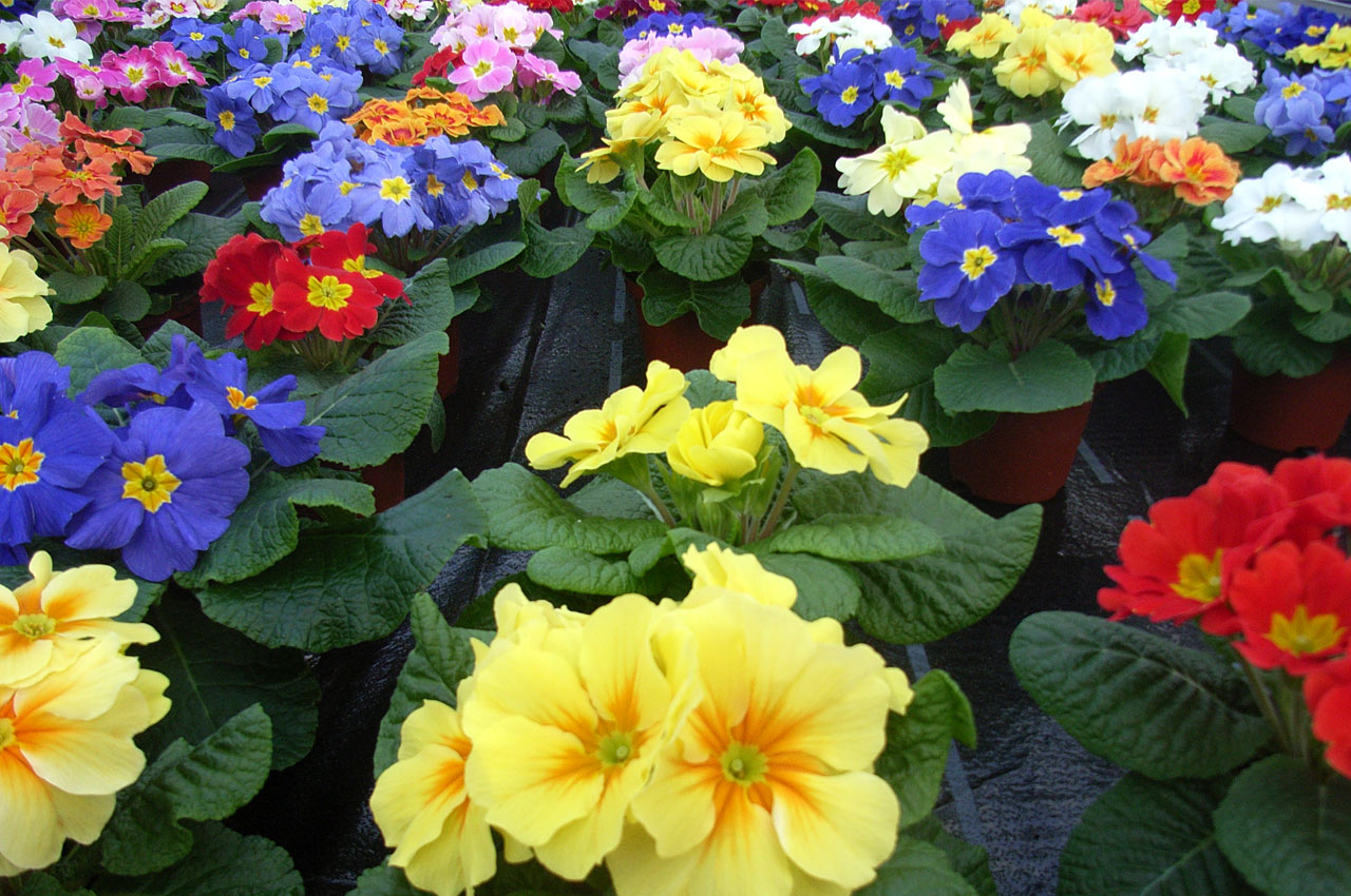 Gärtnerei Schliephake - Frühlingsblumen