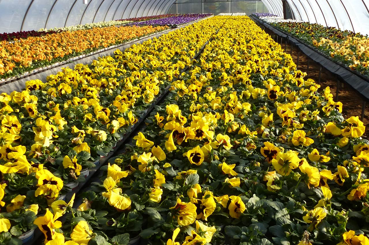 Gärtnerei Schliephake - Frühlingsblumen